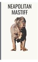 Neapolitan Mastiff