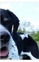 Great Dane Notebook