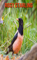 Rosy Starling