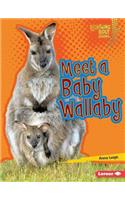 Meet a Baby Wallaby