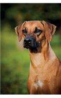 Rhodesian Ridgeback Winter Notebook & Journal. Productivity Work Planner & Idea Notepad: Brainstorm Thoughts, Self Discovery, To Do List