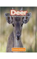 Deer: Fun Facts and Amazing Photos of Animals in Nature