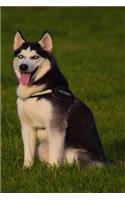 Husky: This Is a General Name for a Sled-Type of Dog Used in Northern Regions, Differentiated from Other Sled-Dog Types by Their Fast Pulling Style. They A