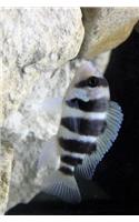 A Frontosa African Cichlid in an Aquarium Journal