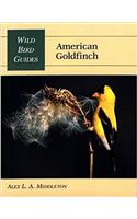 American Goldfinch