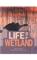 Life in a Wetland