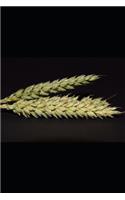 Wheat Ear Isolated Journal