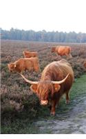 Some Scottish Highland Cattle in the Heather Journal