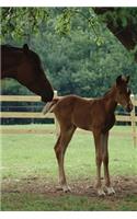 2020 Daily Planner Horse Photo Equine Mare Foal Under Tree 388 Pages