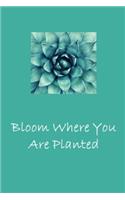 Bloom Where You Are Planted