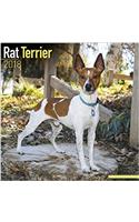 Rat Terrier Calendar 2018