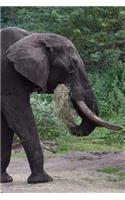 Notebook African Elephant Eating Breakfast