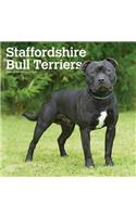 Staffordshire Bull Terriers 2020 Square Btuk