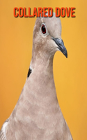 Collared Dove