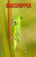 Grasshopper: Fun Facts & Cool Pictures