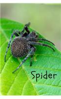 Spider