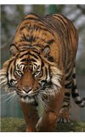 Prowling Sumatran Tiger Journal