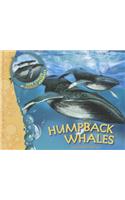 Us Lcma Humpback Whales