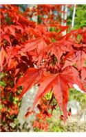 2020 Weekly Planner Springtime Red Japanese Maple Leaves 134 Pages: 2020 Planners Calendars Organizers Datebooks Appointment Books Agendas