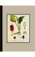 Vintage botanical illustration Journal: Marsh arum and lesser duckweed - The large botanical journal for the plant lover