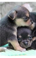 Cute Baby Chihuahua Puppies Pet Journal