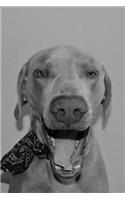 Laughing Weimaraner Notebook: 150 lined pages, glossy softcover, 6 x 9