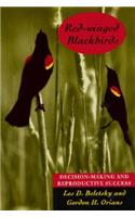 Red-winged Blackbirds