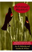 Red-Winged Blackbirds