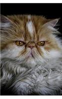 Cute Precious Persian Cat Lovers Writing & Sketching Notebook Journal