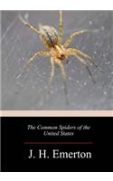 Common Spiders of the United States