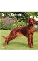 Irish Setters 2020 Square Wall Calendar