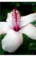 A Stunning White Hibiscus Arnottianus in Hawaii Journal: Take Notes, Write Down Memories in this 150 Page Lined Journal