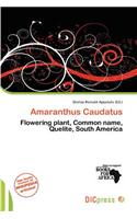 Amaranthus Caudatus