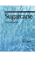 Sugarcane