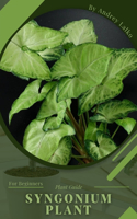 Syngonium Plant