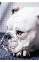 Bulldog