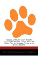 Color Variations in Tigers Including White Tigers, Golden Tabby Tigers, Maltese Tiger, and Black Tigers