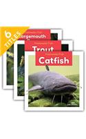 Freshwater Fish (Set)