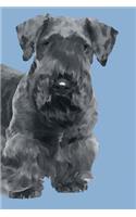 Cesky Terrier