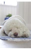 Sweet Fluffy White Puppy Dog Snoozing Pet Journal