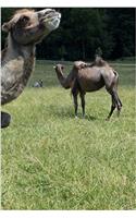 Calm Camels Notebook
