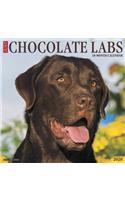Just Chocolate Labs 2020 Wall Calendar (Dog Breed Calendar)
