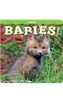 Fox Babies!