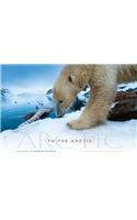 To the Arctic