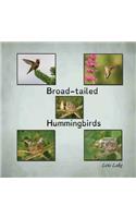 Broad-tailed Hummingbirds