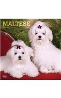 Maltese 2019 Square Foil