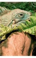 Reptile Notebook
