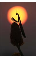 Praying Mantis Kung Fu Journal: 150 lined pages, softcover, 6" x 9"