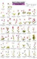 Mac's Field Guides: Pacific NW Wildflowers