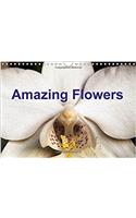 Amazing Flowers 2018